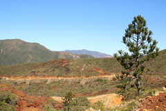 Araucaria rulei, photograph author not stated, no rights reserved