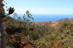 Araucaria rulei, photograph author not stated, no rights reserved