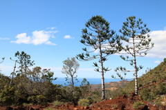 Rule's Araucaria (Araucaria rulei)