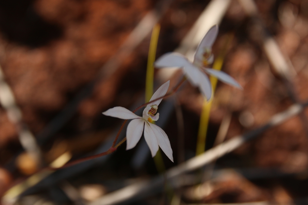 Caladenia catenata