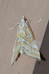 Leptosteges parthenialis