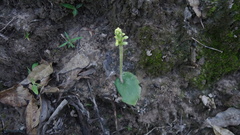 Discyphus scopulariae