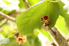 Acropogon (Acropogon)
