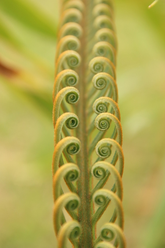 Cycas seemannii, photograph 5