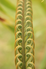 Fiji Cycad (Cycas seemannii)