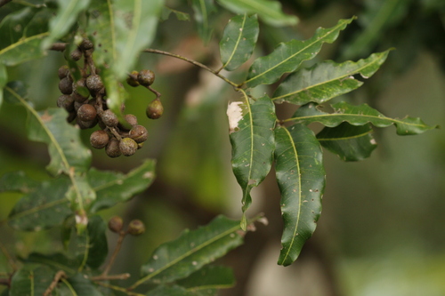 Elattostachys apetala
