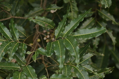 Elattostachys apetala, photograph author not stated, no rights reserved