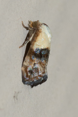 Eugnosta erigeronana