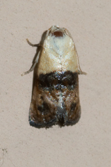 Eugnosta erigeronana