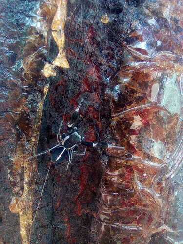African Stegodyphus Velvet Spider