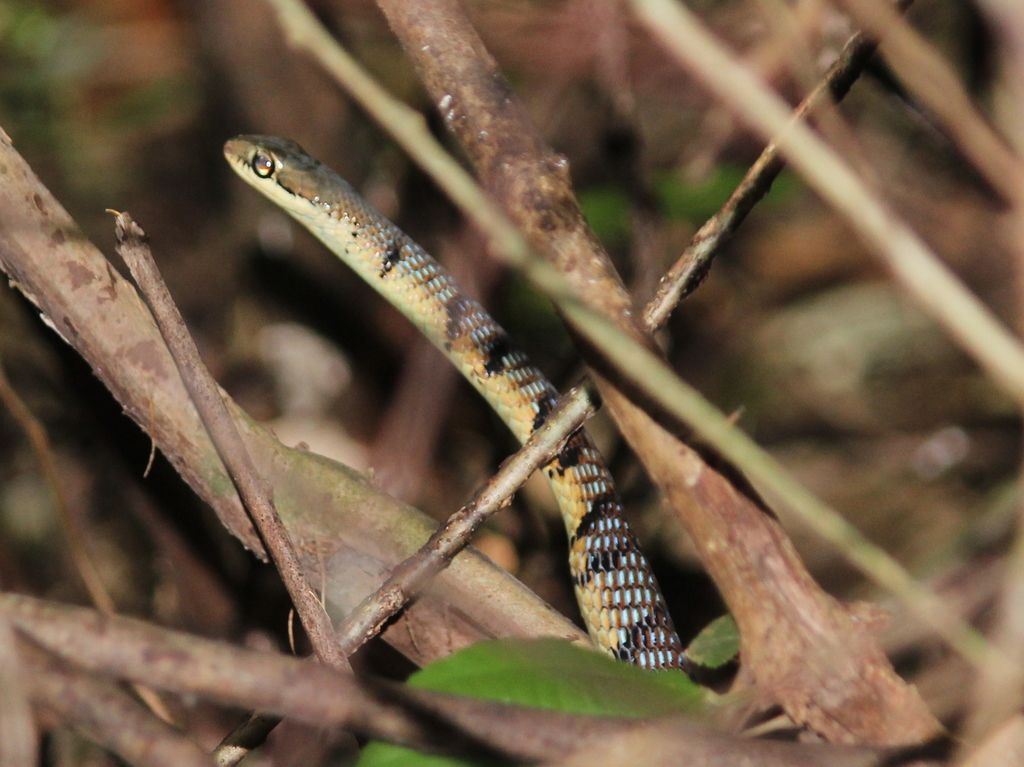 Karnataka Bronzeback