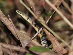 Dendrelaphis chairecacos