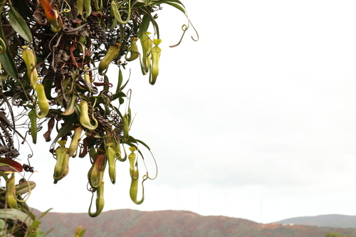 Nepenthes vieillardii