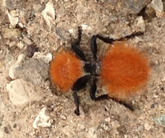 Dasymutilla californica