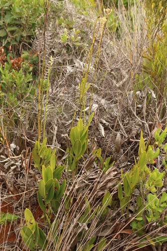 Image of Eriaxis rigida by no rights reserved