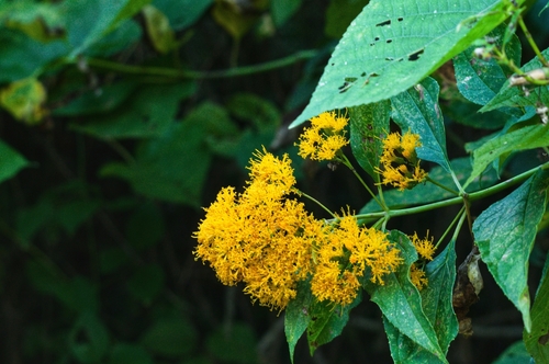 Sinclairia glabra, photograph 4