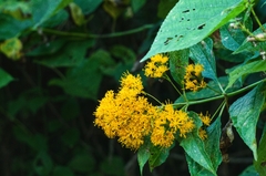Sinclairia glabra, photograph author not stated, no rights reserved
