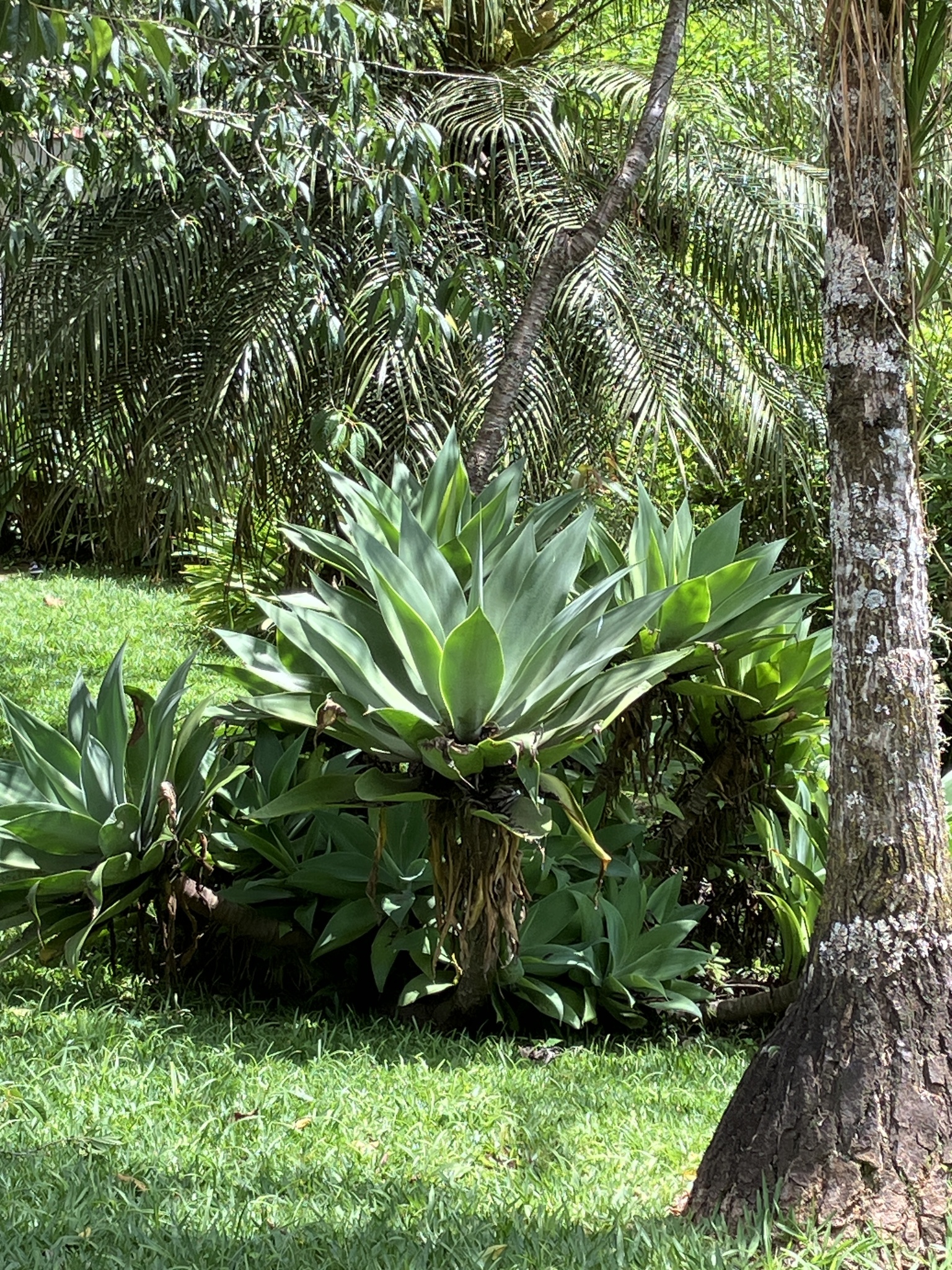 Agave attenuata