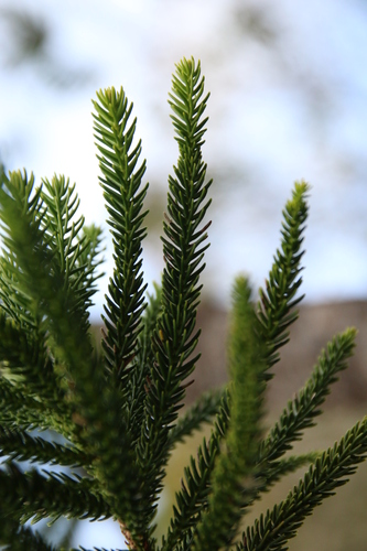 Araucaria nemorosa, photograph 1