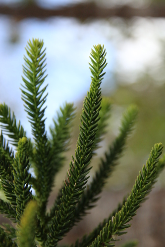 Araucaria nemorosa, photograph 2
