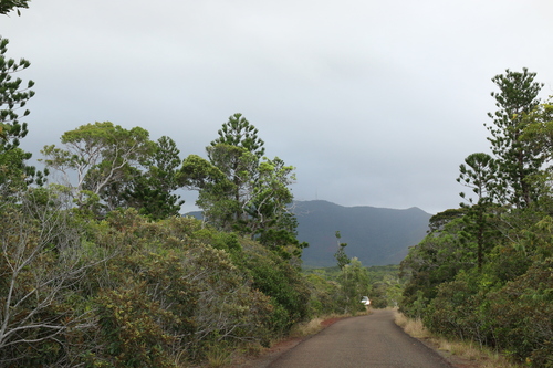 Araucaria nemorosa, photograph 3