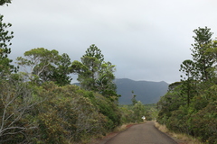 Araucaria nemorosa, photograph author not stated, no rights reserved