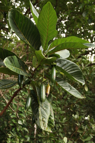 Atractocarpus bracteatus