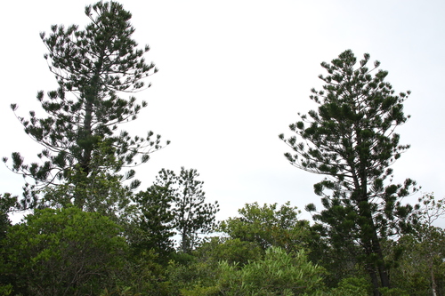 Araucaria nemorosa, photograph 5