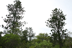 Araucaria nemorosa, photograph author not stated, no rights reserved