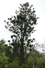 Araucaria nemorosa, photograph author not stated, no rights reserved