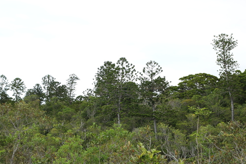 Araucaria nemorosa, photograph 6