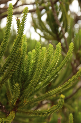 Image of Callitris pancheri by no rights reserved