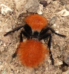 Dasymutilla californica