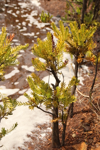 bois bouchon (Retrophyllum minus)