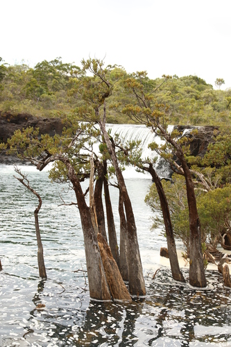 Retrophyllum minus, photograph 3