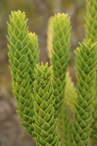 Image of Araucaria goroensis by no rights reserved