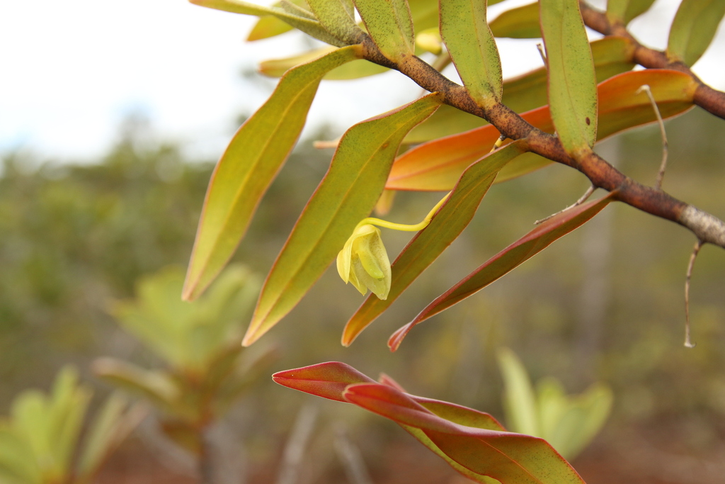 Dendrobium steatoglossum