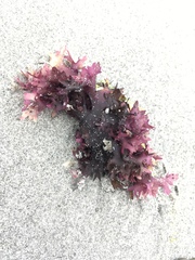 Chondrus