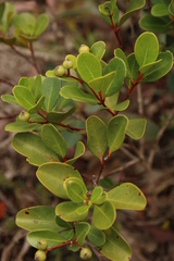 Longetia buxoides (Longetia buxoides)