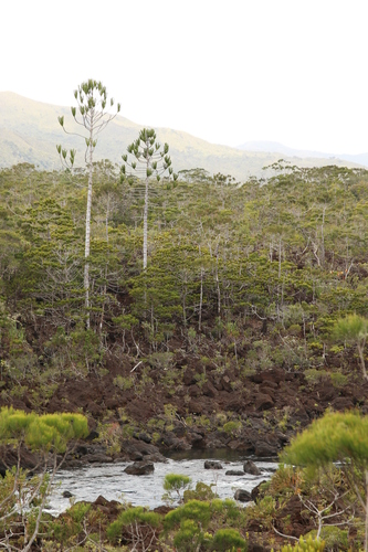 Goro araucaria (Araucaria goroensis)