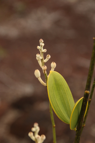 Image of Eriaxis rigida by no rights reserved