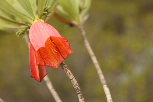 Thiollierea campanulata observed 2018-09-15
