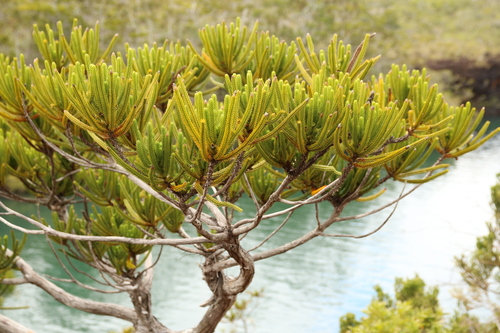 Image of Callitris pancheri by no rights reserved
