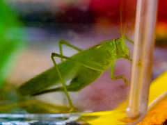 Tettigonia viridissima