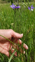 Campanula petiolata
