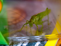 Tettigonia viridissima