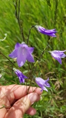 Campanula petiolata