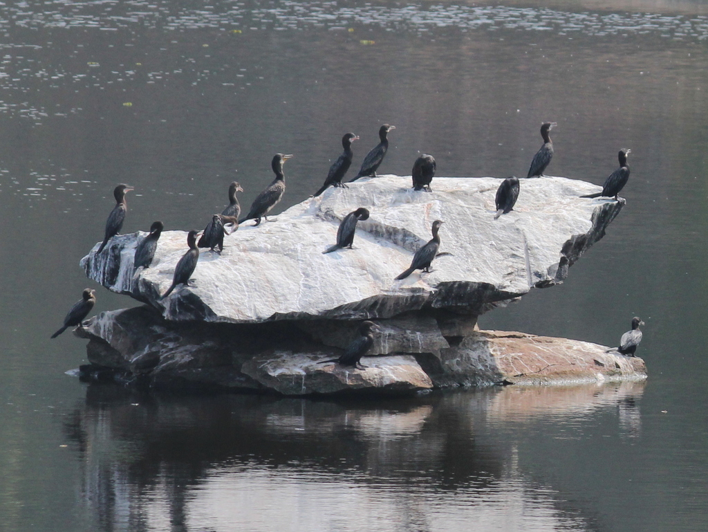 Group of little cormorants perched together on a rock in a lake