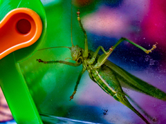 Tettigonia viridissima