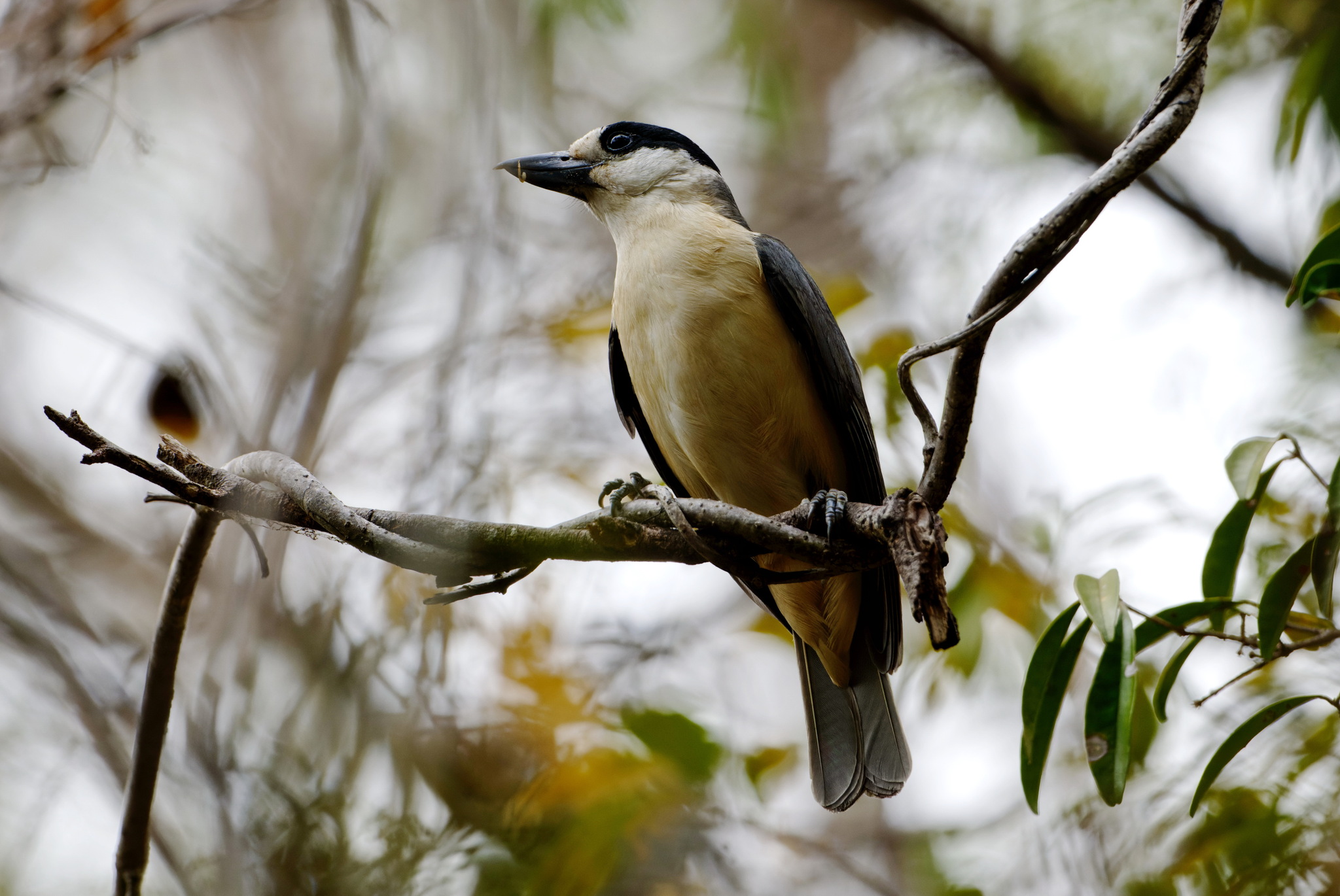 Van Dam's Vanga (Xenopirostris damii), photo 1